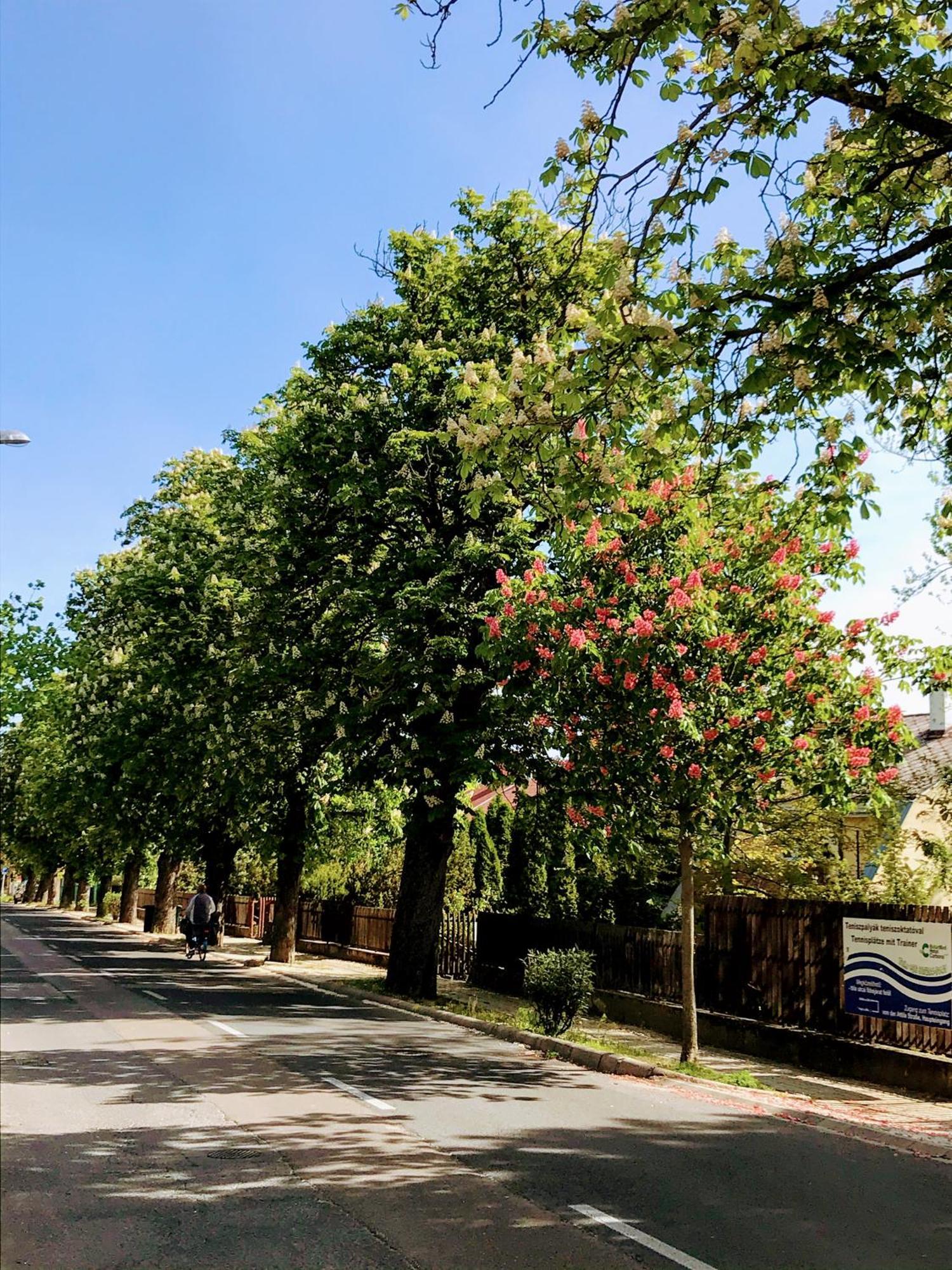 Gabi Villa Heviz Bagian luar foto